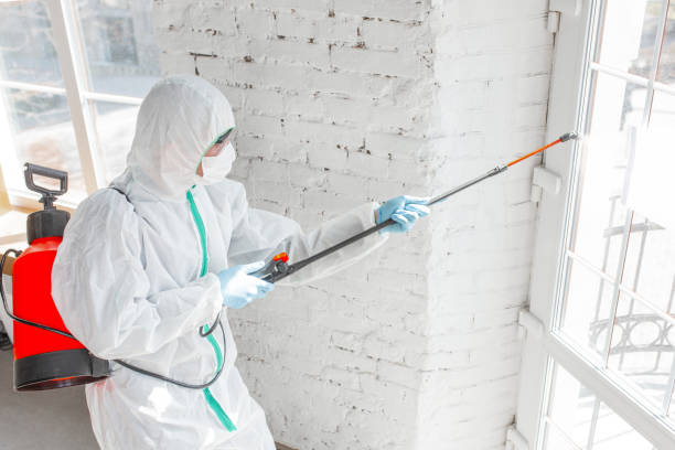 Best Attic Mold Removal  in USA